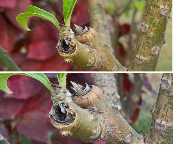 Lumia 1020 vs Lumia 950 Details-200
