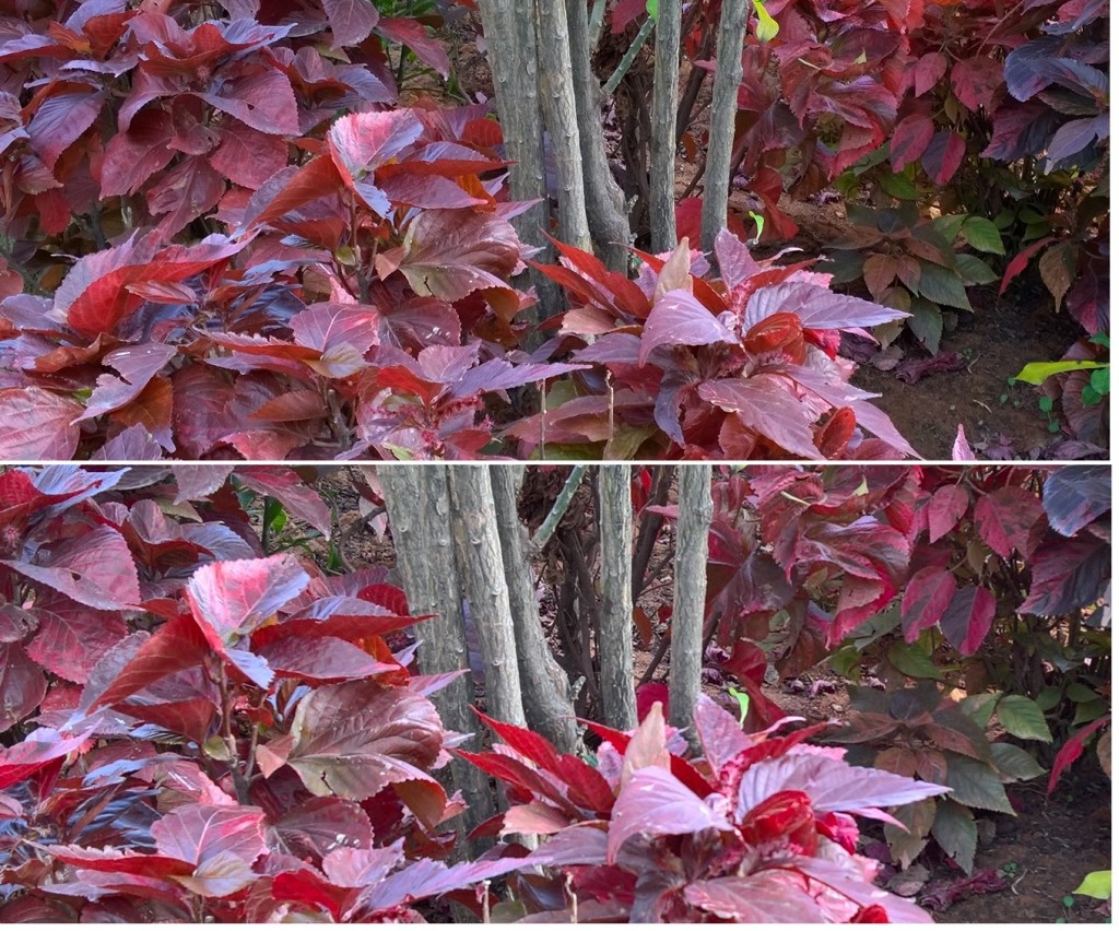 Lumia 1020 vs Lumia 950 Details color