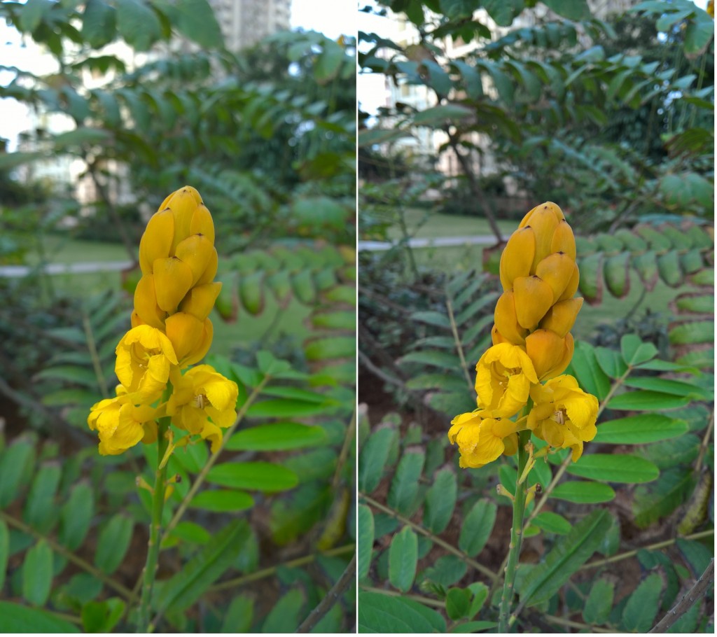 Lumia 1020 vs Lumia 950 macro