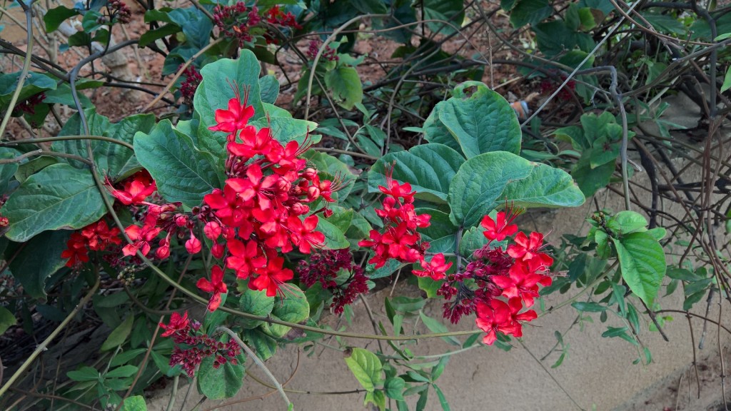 Lumia 950 sample 1