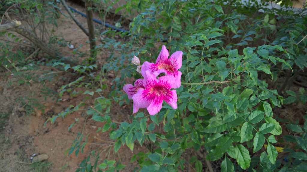 lumia 950 sample 3